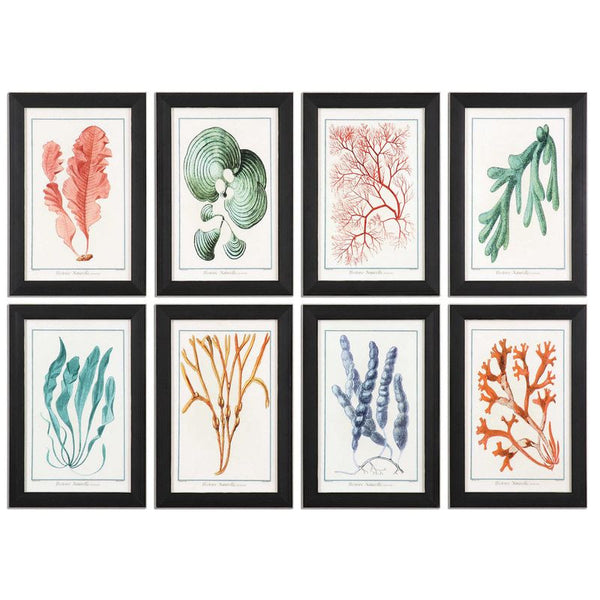 Colorful Algae, S/8
