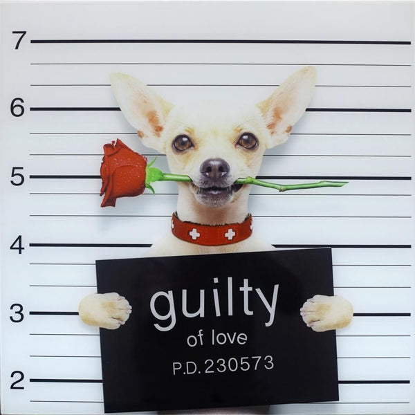Guilty Chihuahua