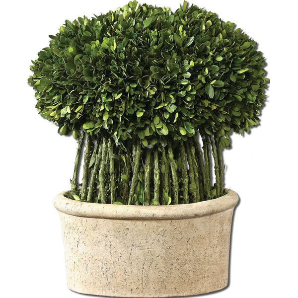 Preserved Boxwood, Willow Topiary