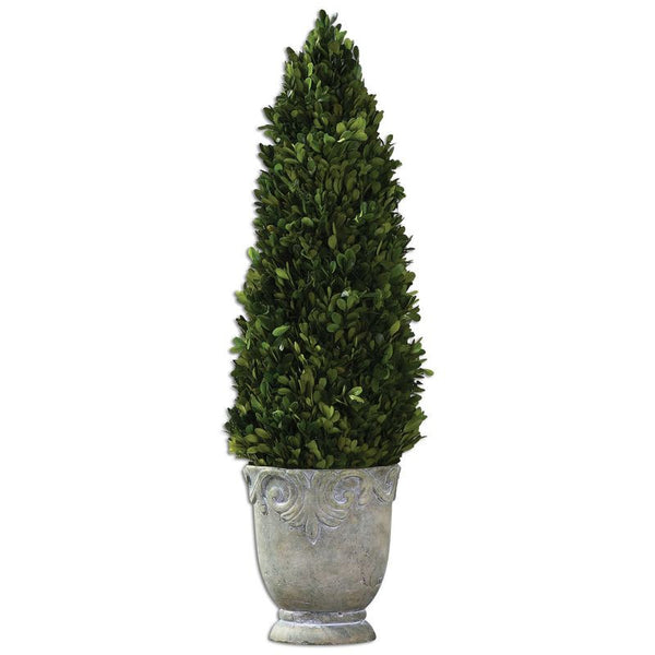 Boxwood, Cone Topiary